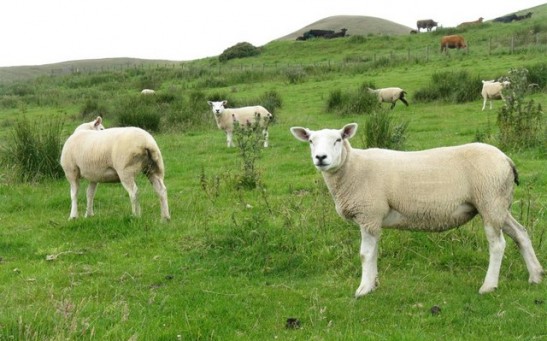 Bluetongue Virus Spreads in the UK; Farmers Calling for a Vaccine Against the Strain
