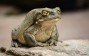 Colorado River Toad Releases Psychedelic Compounds That Could Treat Depression, Anxiety [Study]