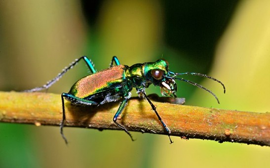 Tiger beetle mimics toxic moth sound