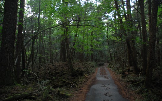 Inside Japan's Aokigahara: Why Is It Called a Suicide Forest?