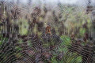 Spider Silk Reveals Breakthrough in High-Sensitivity Microphones