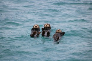 Sea Otters' Tool Use Key to Survival Strategy in Monterey Bay