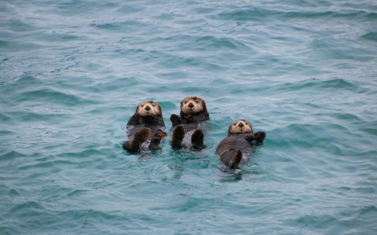 Sea Otters' Tool Use Key to Survival Strategy in Monterey Bay
