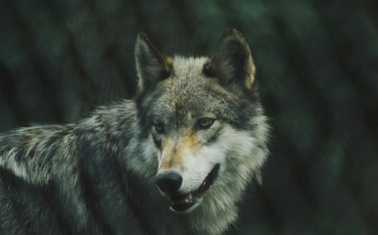 Poisoned Carcass Kills Protected Wolves and Eagles in Oregon