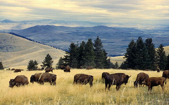 Herd of 170 Bison Can Store CO2 Emissions Equal to 40,000 Cars; How Do These Bovines Help in the Fight Against Climate Change?