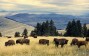 Herd of 170 Bison Can Store CO2 Emissions Equal to 40,000 Cars; How Do These Bovines Help in the Fight Against Climate Change?