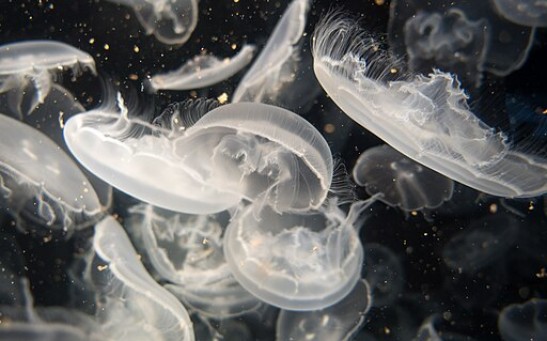 Climate Change Could Alter Global Distribution of Gelatinous Zooplankton; Jellyfish To Dominate Arctic Ocean in the Future