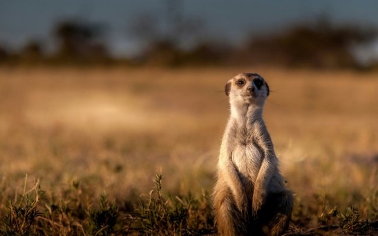Zoo Meerkats' Mysterious Heart Disease May Hold Clues for Human Health