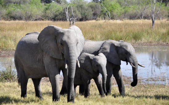Highly Social Elephants Communicate With Gestures and Sounds, Expert Says