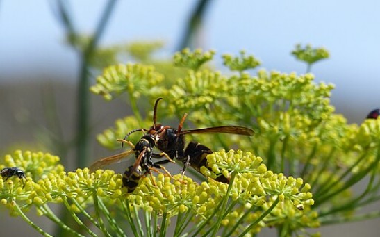 UK Warned Over Asian Hornets After Record Sighting; How Invasive Are These Predatory Insects?