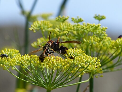 UK Warned Over Asian Hornets After Record Sighting; How Invasive Are These Predatory Insects?