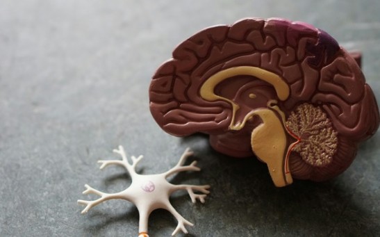 Human Blood-Brain Barrier ‘Assembloids’