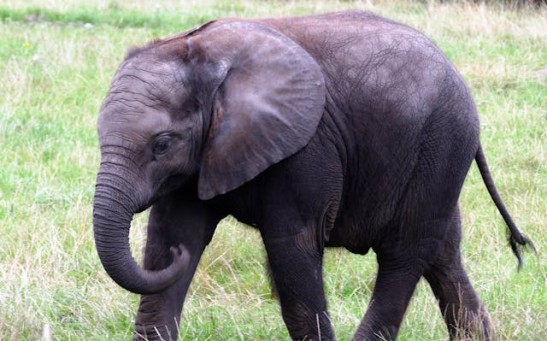 Elephant Startled After Nearly Stepping Onto Sleeping Dog; Do These 2 Animals Get Along Well?