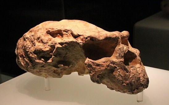 Mysterious One-Million-Year-Old Skull From China May Belong to Long-Lost “Dragon Man” Lineage, Research Suggests