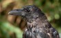 Crows Can ‘Count’ Similarly to Toddlers, Demonstrate Numerical Skills Through Controlled Vocalizations