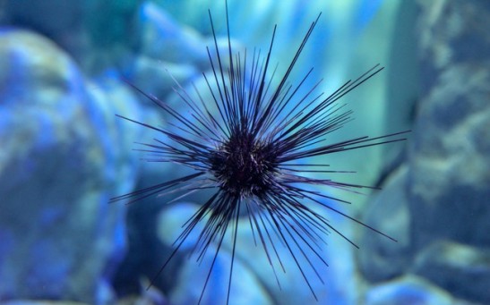 Deadly Pathogen Kills Sea Urchins, Threatens Coral Reefs in Global Epidemic