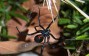 Deadly Black Widow Spider Returns to the US This Summer; Residents Are Warned Against Dangerous Neurotoxic Venom