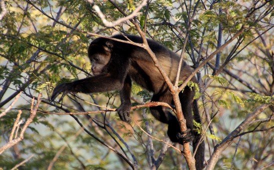 howler monkey