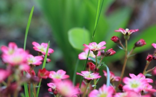 Extinct Plant Reintroduced to Secret UK Location: What is the Rosy Saxifrage?