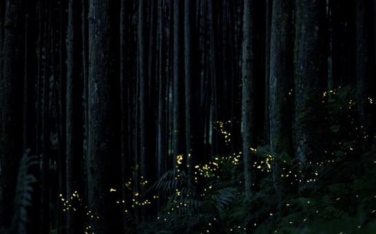  Synchronous Fireflies Illuminate the Night at Congaree National Park: Nature's Mesmerizing Light Show