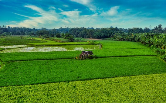 Cloacibacterium in Action: Tiny Organism Shows Potential in Fighting Climate Change by Reducing Nitrous Oxide in Farm Field