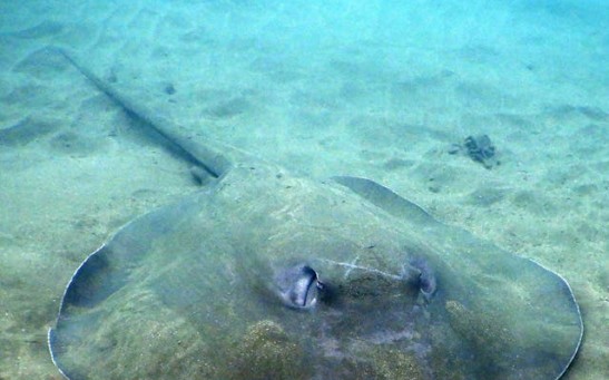 Charlotte The Virgin Stingray May Not Be Pregnant But Sick and Dying of Illness [REPORT]