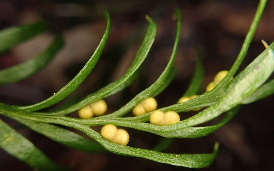 FRANCE-NEW CALEDONIA-SCIENCE-NATURE-GENETICS-PLANT