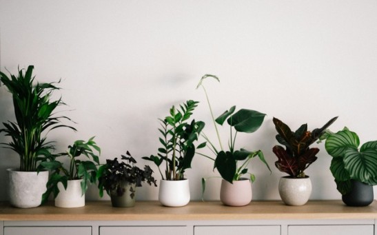 Super Plant Transforms Indoor Air Purification with Bioengineering