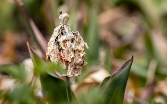 Can Plants Die of Old Age? How Long Can They Live?