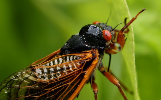 Cicadas Turn Into Hypersexual 'Zombies' Due to Fungus That Dismembers Them