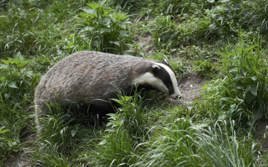 badger