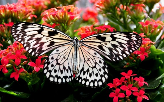 butterfly