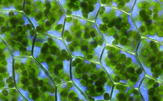 New Renewable Power Source Not Only Produces Clean Energy But Absorbs Carbon Dioxide From Atmosphere Too