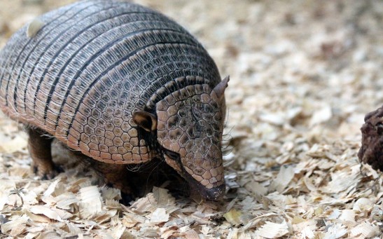 armadillo