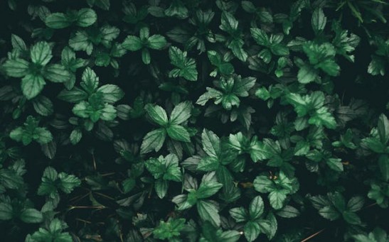 Plants Possess a Form of Intelligence and Are Capable of Solving Problems [Study]