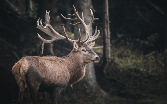 Reindeer With Glow-in-the-Dark Antler Goes Viral; What's the Reason Behind It?