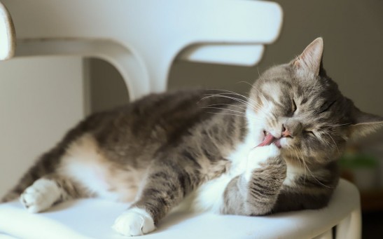 cat licking