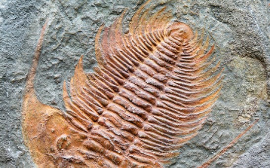 Prehistoric Pompeii Reveals Perfectly Preserved Fossils of 500-Year-Old Trilobite From Volcanic Ash