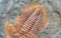 Prehistoric Pompeii Reveals Perfectly Preserved Fossils of 500-Year-Old Trilobite From Volcanic Ash