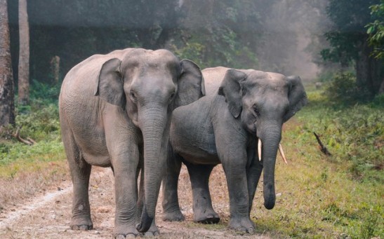 World's Smallest Elephant Confirmed as Endangered Subspecies
