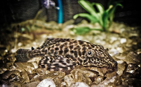 Fish That Lives Without Water? How Plecostomus Survives Dry Conditions Through Hibernation