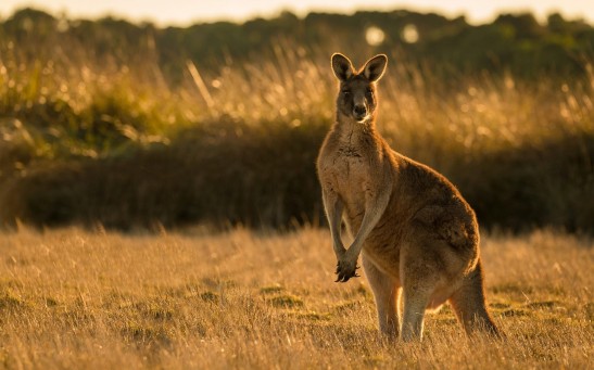 Kangaroo