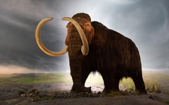 World’s Last Woolly Mammoths Offer New Clues on Their Extinction; Freak Event Could Be the Cause of Species Demise