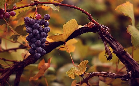 Dinosaur Extinction 65 Million Years Ago May Have Helped Facilitate the Spread of Grapes Around the World [Study]