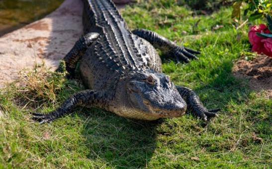 Watch Florida Man Asks Help From Alligator to Open Beer Can; Are Gators Dangerous?