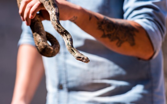 Indian Man Bites and Kills Snake After It Attacked Him; Is It Effective in Neutralizing the Venom?