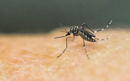 Mosquito Considered as The World's Deadliest Creature Lurking in Your Backyard, CDC Says