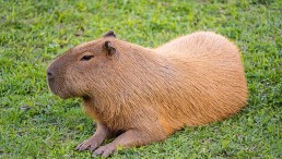 Wild Capybaras Spotted Walking in Single Line in the Middle of the Night in Brazil [Watch]; What Are These Species?