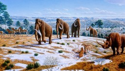 Early Modern Humans Were Responsible for Megafaunal Extinction; Hunting Practices May Have Reduced the Population of Large Mammals