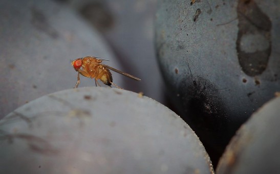 Scientists Map Fruit Fly Brain, Marking Milestone in Neurobiological Research